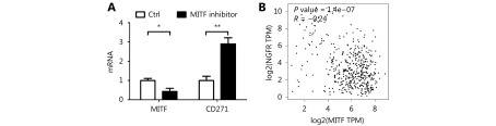 (A) MITF downregulation increased the transcription level of CD271. (B) The inverse correlation between MITF and CD271 was confirmed by the clinical data. Data are mean ± s.d. (<italic>n</italic> = 3 - 5); *, <italic>P</italic> &lt; 0.05; **, <italic>P</italic> &lt; 0.01, determined by one-tailed unpaired <italic>t</italic>-test.