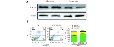 (A) The expression of KCTD12 in suspension cultured A375 cells was lower than that in adherent A375 cells. (B) The apoptotic ratio in A375-KCTD12-KO cells was lower than that in A375 cells when suspension culture for 1 day. Data are mean ± s.d. (<italic>n </italic>= 3 - 5); *, <italic>P</italic> &lt; 0.05, determined by one-tailed unpaired <italic>t</italic>-test.