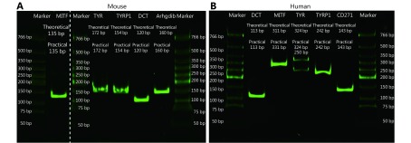 (A) Bands of RT-qPCR products stained with SYBR green from mouse melanoma cells. (B) Bands of RT-qPCR products stained with SYBR green from human melanoma cells.