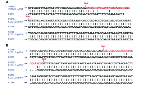 (A) The alignment result of PX458 plasmid with connect product formed by PX458 plasmid and sgRNA (A375). (B) The alignment result of PX458 plasmid with connect product formed by PX458 plasmid and sgRNA (B16F10).