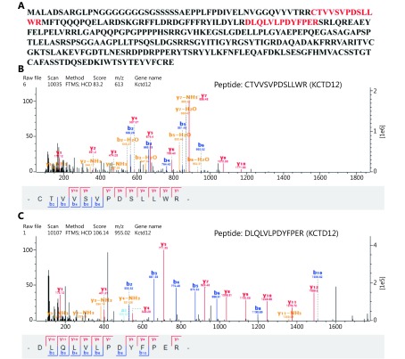 (A) The amino acid sequence of protein KCTD12. (B, C) Two characteristic peptides identified in iTRAQ, CTVVSVPDSLLWR (B) and DLQLVLPDYFPER (C), were in keeping with two sequences in KCTD12 protein highlighted with red font in A.