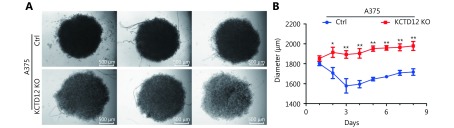 (A) The photographs of spheroids formed by A375 cells and A375-KCTD12-KO cells at the eighth day. (B) The quantification of spheroid diameter from the first day to the eighth day. Data are mean ± s.d. (<italic>n</italic> = 3 - 5); *, <italic>P</italic> &lt; 0.05; **, <italic>P</italic> &lt; 0.01, determined by one-tailed unpaired <italic>t</italic>-test.