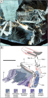 Fig. 7