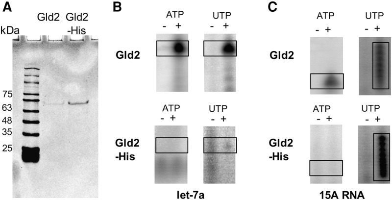 FIGURE 7.