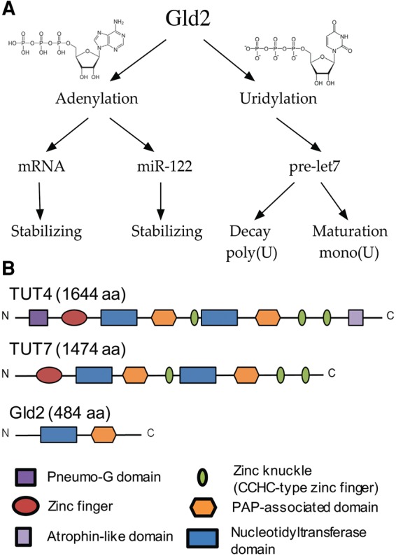 FIGURE 1.