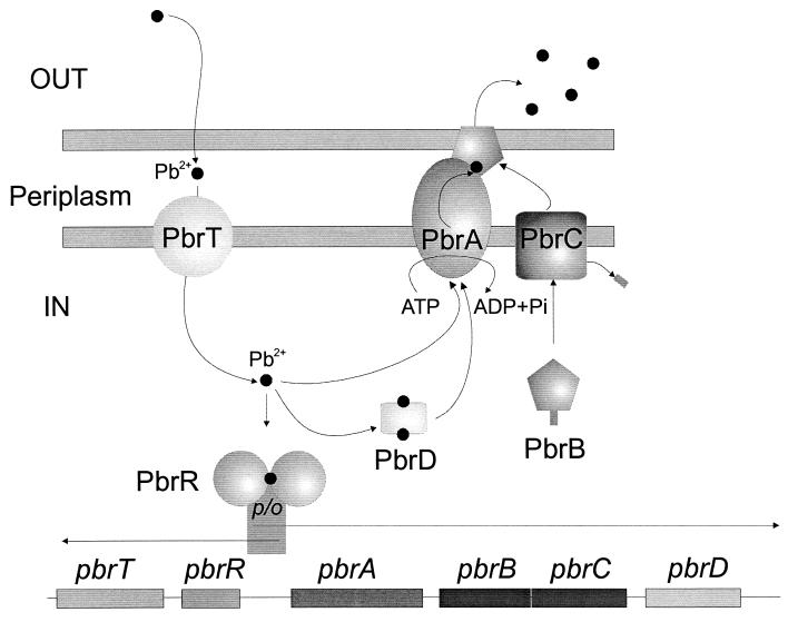 FIG. 5