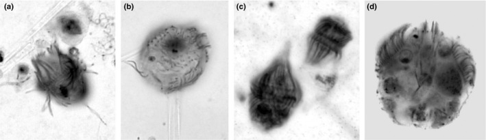 Figure 4