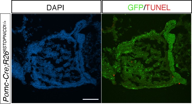 Figure 7—figure supplement 2.