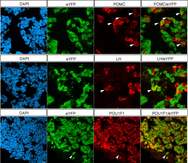 Figure 4—figure supplement 1.