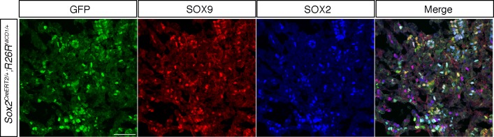 Figure 1—figure supplement 2.