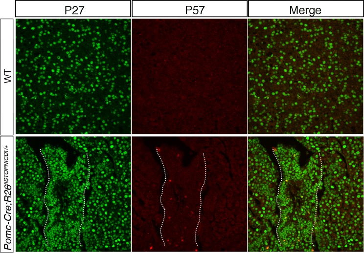 Figure 7—figure supplement 1.