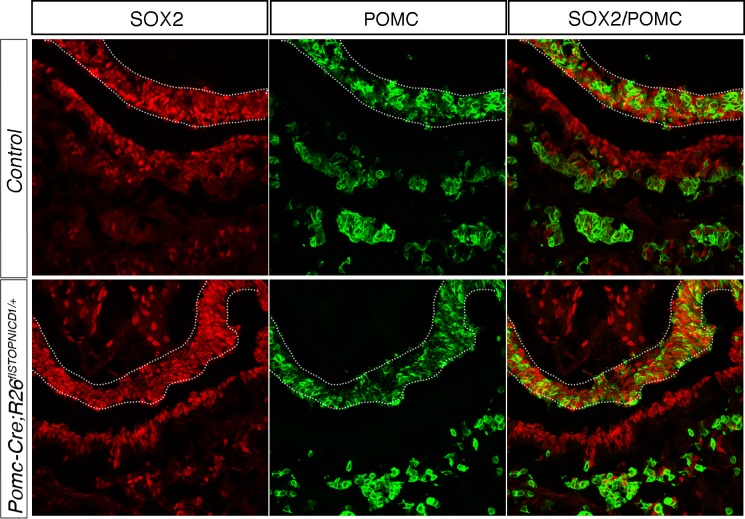 Figure 6—figure supplement 1.