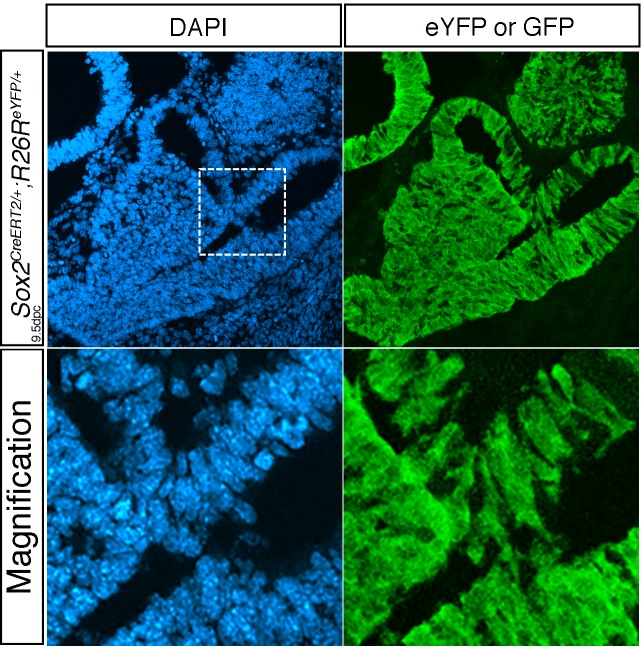 Figure 2—figure supplement 1.