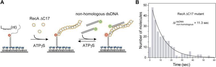 Figure 1—figure supplement 3.