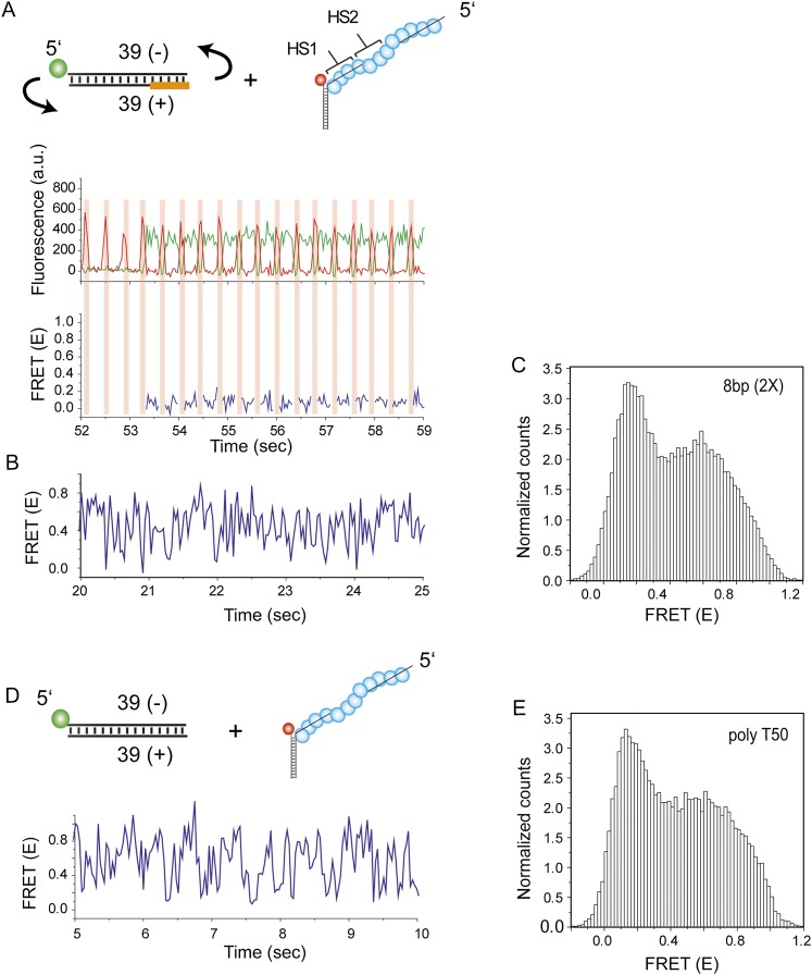 Figure 4—figure supplement 4.