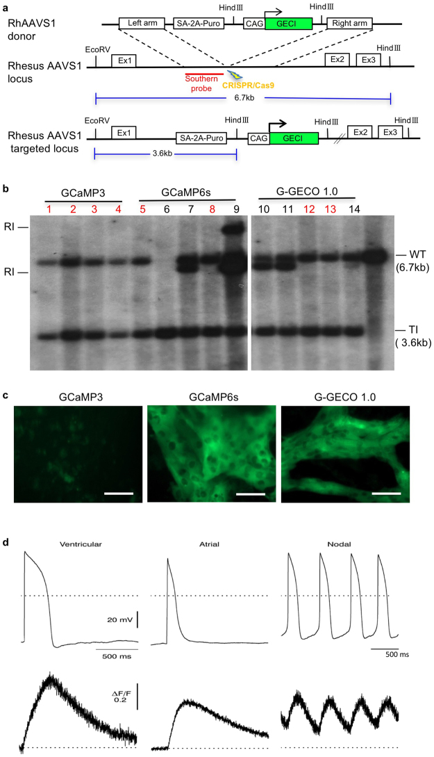 Figure 6