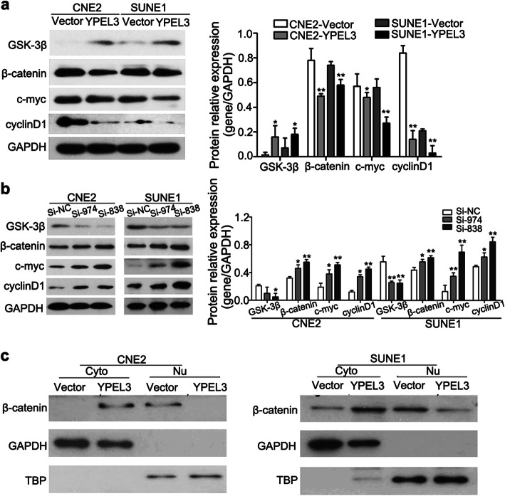 Correction To YPEL3 Suppresses Epithelialmesenchymal Transition And Metastasis Of