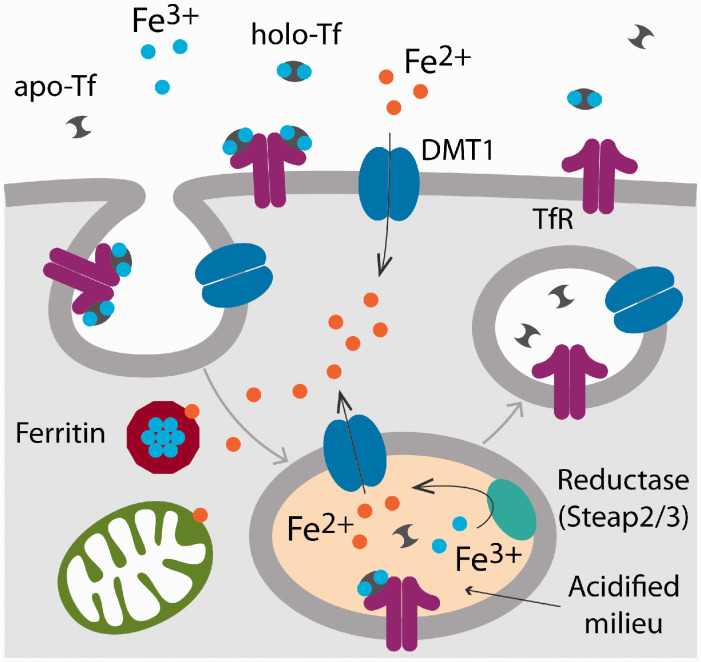 Figure 1.