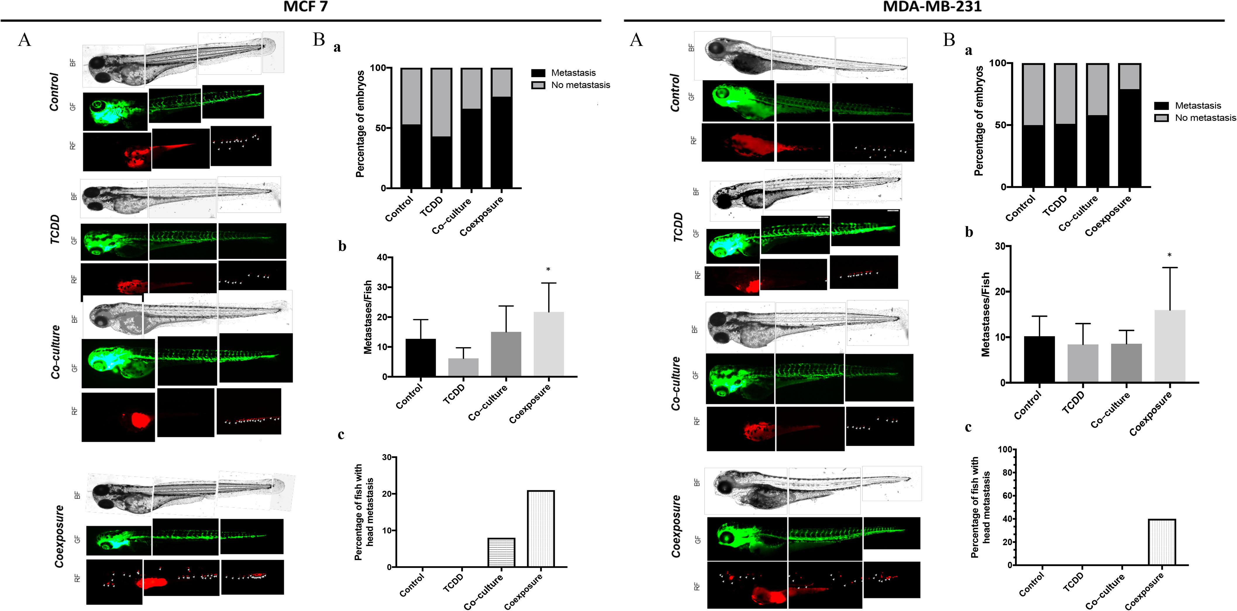 Figure 6A is a measurement of metastatic spread of Michigan Cancer Foundation-7 cells and methylenedioxyamphetamine-M B-231 in zebrafish larvae in vivo models depicting Human red fluorescent protein in Michigan Cancer Foundation-7 cells and methylenedioxyamphetamine-M B-231 cells for Control, 2,3,7,8-Tetrachlorodibenzo-p-dioxin, co-culture, and co-exposure (co-culture with 2,3,7,8-Tetrachlorodibenzo-italic p-dioxin). Figure 6B in Michigan Cancer Foundation-7 and methylenedioxyamphetamine-M B-231 is a set of one stacked bar graph (a) and two bar graphs (b and c). Figure 6B (a) is a stacked bar graph plotting Percentage of embryos, ranging from 0 to 100 in increments of 50 (y-axis) across control, 2,3,7,8-Tetrachlorodibenzo-p-dioxin, Co-culture, and Co-exposure (x-axis) for metastasis and no metastasis, respectively. Figure 6B (b and c) are bar graphs plotting Metastases or Fish, ranging from 0 to 40 in increments of 10 and 0 to 30 in increments of 10; Percentage of fish with head metastasis, ranging from 0 to 30 in increments of 10 and 0 to 100 in increments of 20 (y-axis) across control, 2,3,7,8-Tetrachlorodibenzo-italic p-dioxin, Co-culture, and Co-exposure (x-axis), respectively.