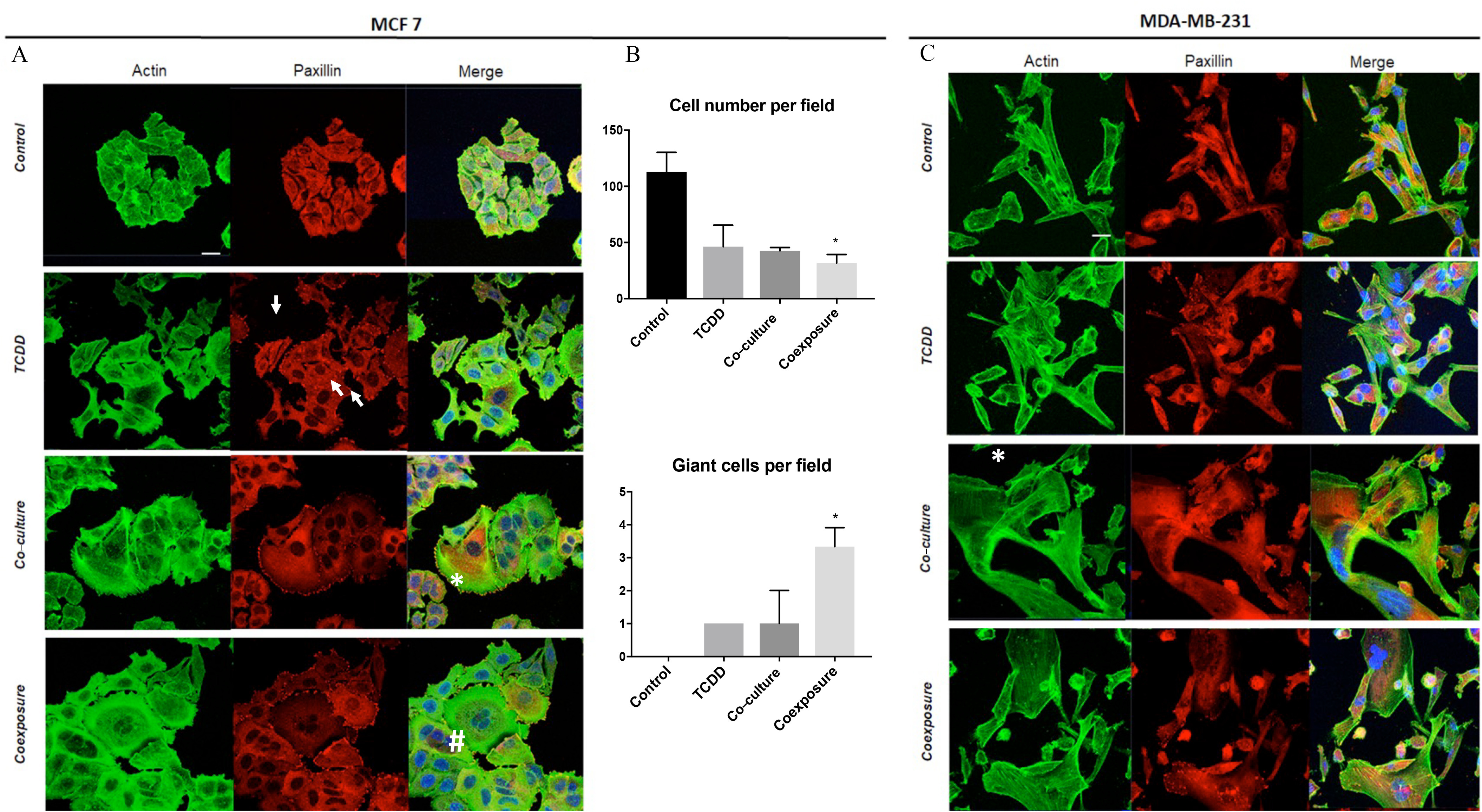 Figures 4A and 4C are staining of Michigan Cancer Foundation-7 cells and methylenedioxyamphetamine-M B-231 cells following exposure to 2,3,7,8-Tetrachlorodibenzo-italic p-dioxin, co-culture or coexposure with scale bar of 20 micrometers displaying three columns, namely, Actin, Paxillin, and Merge and four rows, namely, control, 2,3,7,8-Tetrachlorodibenzo-italic p-dioxin, Co-culture, and Coexposure. Figure 4B is a set of two bar graphs titled Cell number per field and Giant cells per field plotting Quantitation, ranging from 0 to 150 in increments of 50 and 0 to 5 in unit increments (y-axis) across control, 2,3,7,8-Tetrachlorodibenzo-italic p-dioxin, Co-culture, and Coexposure (x-axis), respectively.