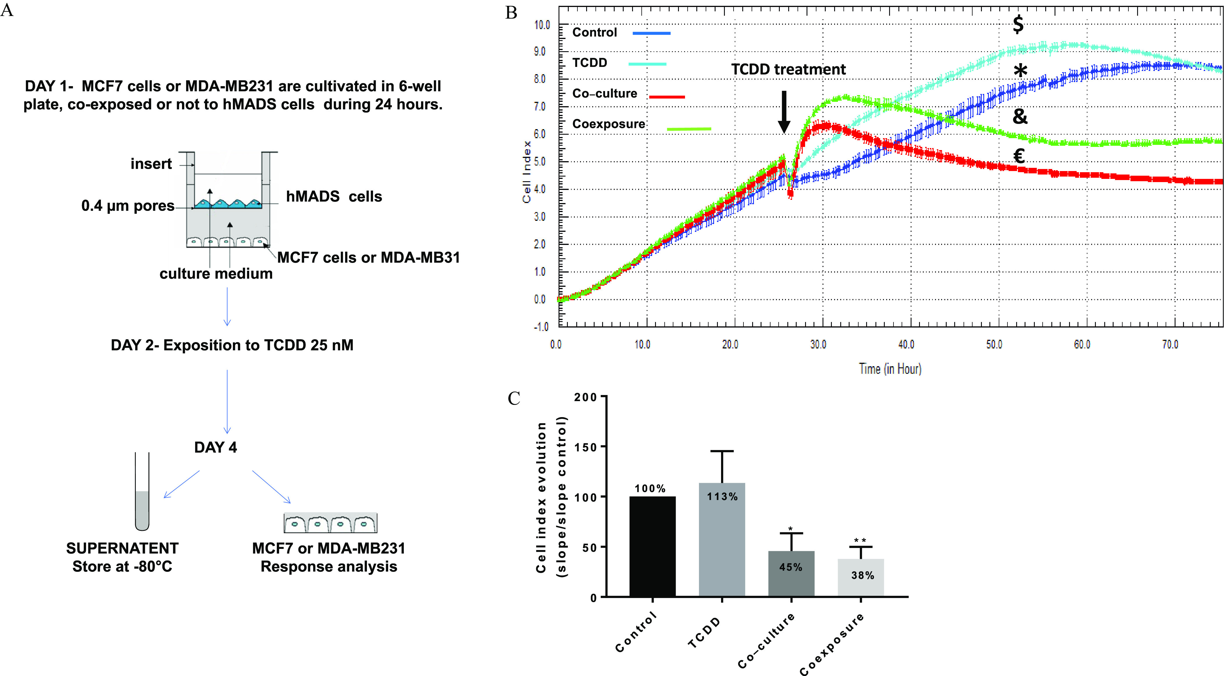 Figure 1A is a flow chart depicting 2 D co-culture system and the protocol having three steps. Step 1: On Day 1, Michigan Cancer Foundation-7 cells or methylenedioxyamphetamine-MB231 are cultivated in 6-well plate, co-exposed or not to human multipotent adipose-derived stem cells during 24 hours. A cell-culturing diagram is displayed representing 0.4 microgram pores, human multipotent adipose-derived cells, culture medium, and Michigan Cancer Foundation-7 cells or methylenedioxyamphetamine-MB231. Step 2: On Day 2, Exposition to 2,3,7,8-Tetrachlorodibenzo- italic p-dioxin 25 nanomolar. Step 3: On Day 4, the supernatant was stored at negative 80 degrees Celsius with an icon of a test tube and Michigan Cancer Foundation-7 cells or methylenedioxyamphetamine-MB231 response analysis was conducted with an icon of cell culture. Figure 1B is a line graph plotting cell index, ranging from negative 1.0 to 10.0 in increments of 0.9 (y-axis) across time (in hours), ranging from 0.0 to 70.0 in increments of 10 (x-axis) for control, 2,3,7,8-Tetrachlorodibenzo-italic p-dioxin, Co-culture, and Coexposure. At (4.5, 25.0) 2,3,7,8-Tetrachlorodibenzo-p-dioxin treatment is marked. Figure 1C is a bar graph plotting cell index evolution (slope per slope control), ranging from 0 to 200 in increments of 50 (y-axis) across control, 2,3,7,8-Tetrachlorodibenzo-italic p-dioxin, Co-culture, and Coexposure (x-axis). The data from the graph are as follows: Control is 100 percent, 2,3,7,8-Tetrachlorodibenzo-italic p-dioxin is 113 percent, Co-culture is 45 percent, and Coexposure is 38 percent.