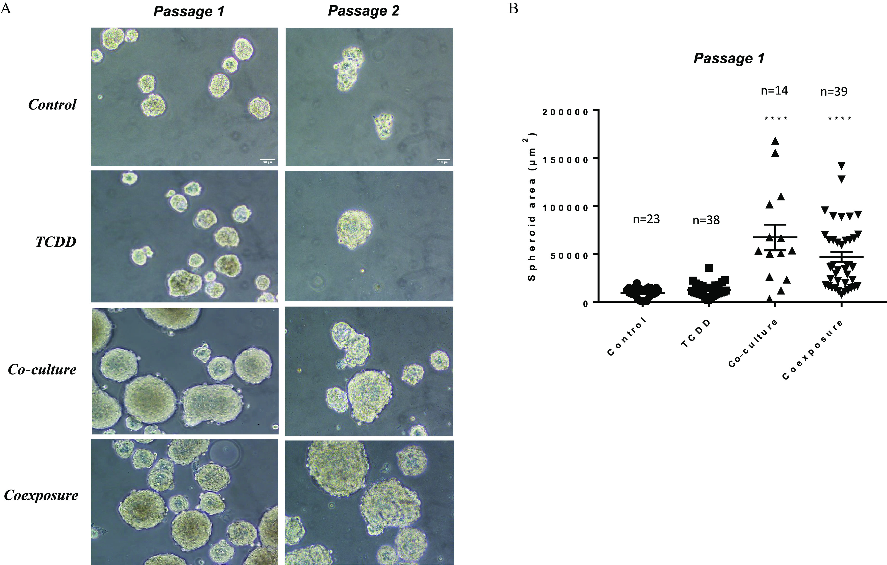 Figure 3A is a sphere formation depicting two consecutive generations by displaying two columns, namely, Passage 1 and Passage 2 and four rows, namely, control, 2,3,7,8-Tetrachlorodibenzo-italic p-dioxin, Co-culture, and Coexposure. Figure 3B is an aligned dot plot titled Passage 1 plotting Spheroid area (micrometer squared), ranging from 0 200000 in increments of 50000 (y-axis) across control, 2,3,7,8-Tetrachlorodibenzo-p-dioxin, Co-culture, and Coexposure (x-axis) for lowercase n equals 23, 38, 14, and 39.