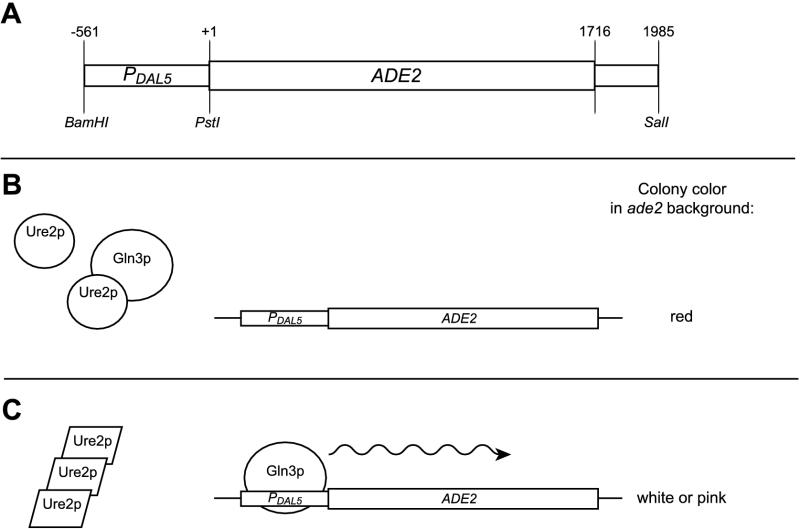 FIG. 1