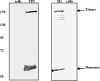FIG. 11.