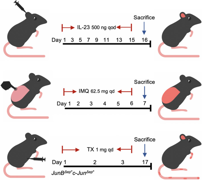 FIGURE 3