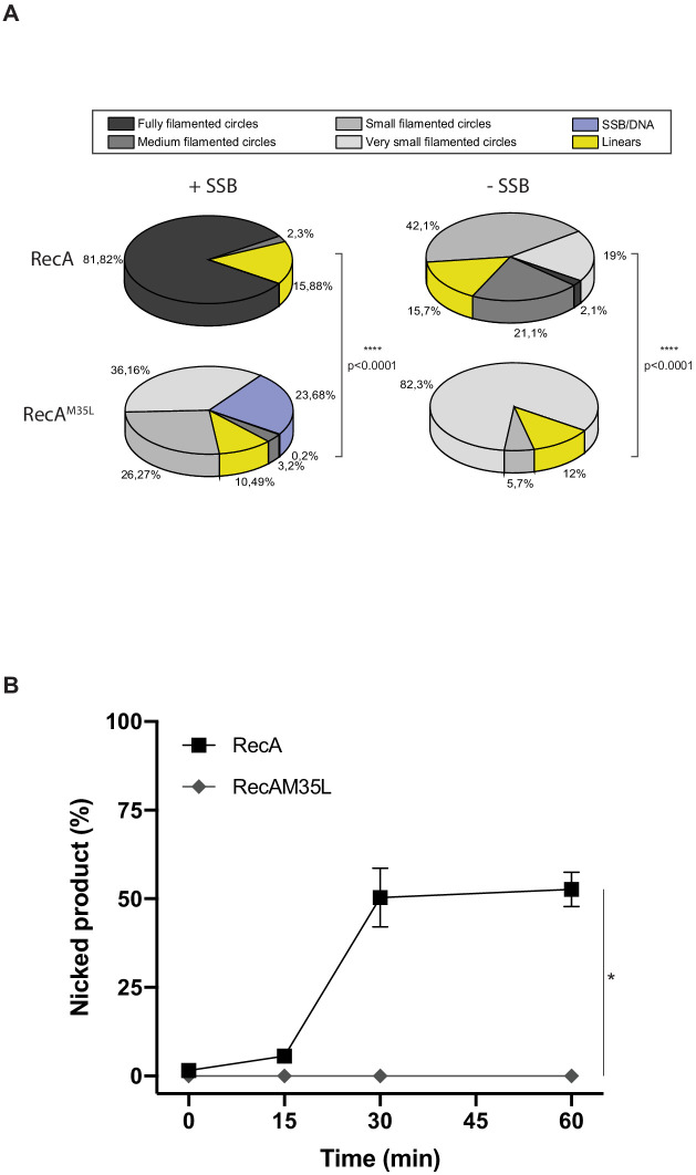 Figure 5—figure supplement 1.