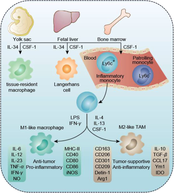 FIGURE 2