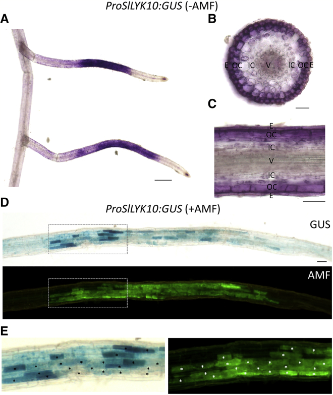 Figure 4