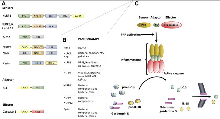 Figure 1