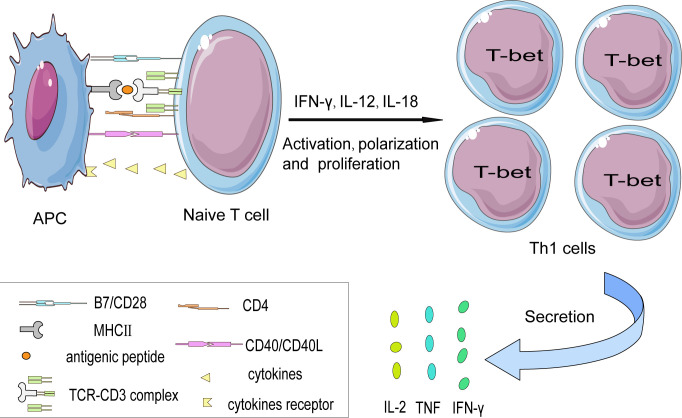 Figure 2