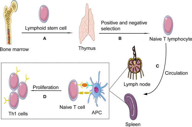 Figure 1