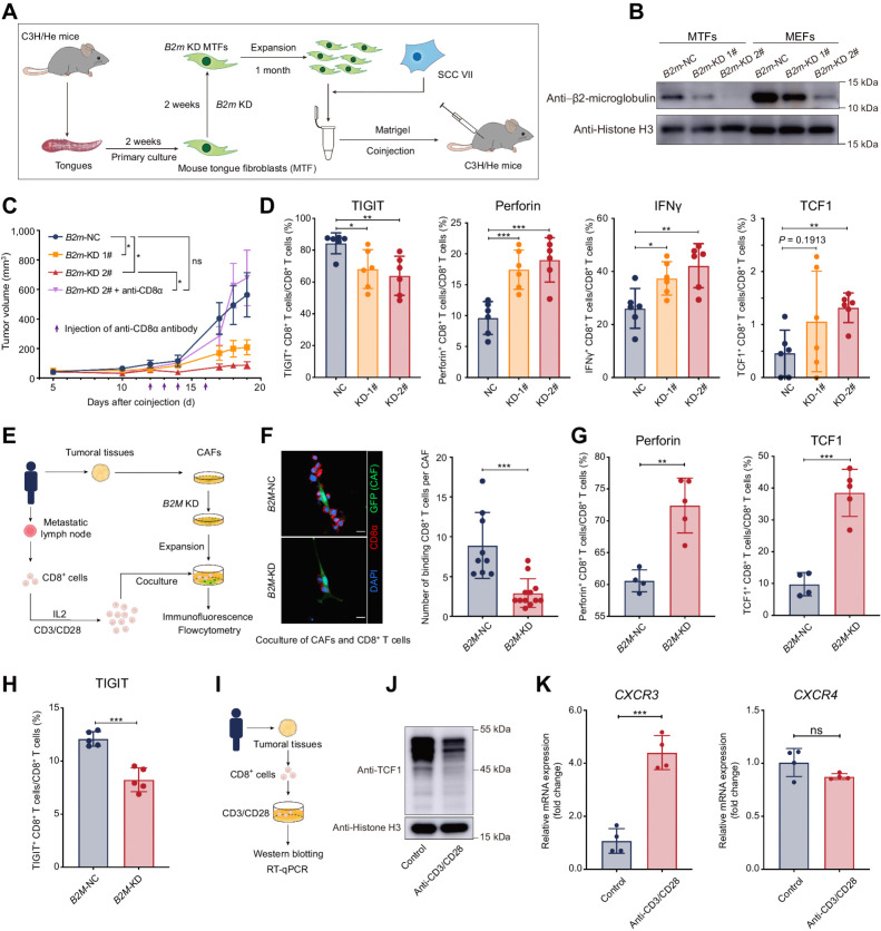 Figure 4. Higher expression of MHC class I limited the antitumor function of CD8+ T cells. A, Schematic diagram of coinjection of subcutaneous tumor models for mouse tongue fibroblasts and SCC VII. B, Western blotting of β2-microglobulin in MTFs and MEFs. C, Tumor growth of subcutaneous coinjection of SCC VII and B2m knocked-down (B2m-KD) MTFs. Purple arrows, intratumoral injection time points of the anti-CD8α antibody or saline. D, The proportion of CD8+ T-expressing cytotoxic cytokines (perforin and IFNγ), the immune checkpoint (TIGIT), and TCF1 in CD8+ T cells isolated from subcutaneous tumors formed by coinjection of SCC VII and MTFs. E, A diagrammatic sketch for coculture experiments of B2M-KD CAFs and CD8+ T cells from the same patients. F, Left, immunofluorescent results for the CD8+ T cells binding to B2M-KD CAFs. Right, the average numbers of CD8+ T cells binding to one CAF are summarized. G, The flow cytometry results of expression for perforin and TCF1 in CD8+ T cells after coculturing with CAFs. H, The flow cytometry results of expression for TIGIT on CD8+ T cells after coculturing with CAFs. I, A diagrammatic sketch for isolation of CD8+ cells from HNSCC tumoral tissues and activation of TCR signaling in CD8+ cells by anti-CD3/CD8 antibody. J, Western blotting of TCF1 in CD8+ cells isolated from HNSCC tumoral tissues after TCR signaling activation. K, The mRNA expression changes of CXCR3 and CXCR4 in CD8+ T cells isolated from HNSCC tumoral tissues treated with or without anti-CD3/CD28 antibody. Statistics are shown in mean ± SEM (C) or mean± SD (D, F–H, and K) accessed by the unpaired t test. *, P < 0.05; **, P < 0.01; ***, P < 0.001; ns, nonsignificant.