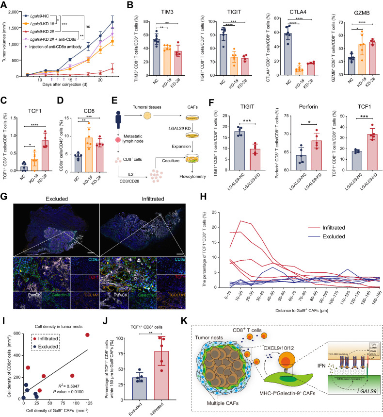 Figure 7. Galectin-9+ CAFs were associated with dysfunctional differentiation of TCF1+ CD8+ T cells. A, Tumor growth of subcutaneous coinjection of SCC VII and Lgals9-KD MTFs. Purple arrows, intratumoral injection time points of the anti-CD8α antibody or saline. B and C, The flow cytometry results of the proportion of CD8+ T expressing the immune checkpoint (TIM3, TIGIT, and CTLA4), the cytotoxic cytokine (granzyme B, GZMB) and TCF1, which are isolated from subcutaneous tumors formed by coinjection of SCC VII and MTFs. D, The proportion of CD8+ T cells in CD45+ cells in subcutaneous tumors formed by coinjection of SCC VII and MTFs. E, A diagrammatic sketch for coculture experiments of LGALS9-KD CAFs and CD8+ T cells from the same patients. F, The flow cytometry results of expression for TIGIT, perforin, and TCF1 in CD8+ T cells after coculturing with CAFs. G, Representative multiple immunofluorescent staining results of excluded or infiltrated HNSCC tumor samples stained for PanCK (white), galectin-9 (green), CD8α (cyan), TCF1 (red), and COL1A1 (orange). Yellow arrows, TCF1+CD8+ T cells around Gal9+ CAFs. Scale bars, respectively, indicate 2 mm in the large-scaled images and 50 μm in the magnified images. H, Distribution of the distances between TCF1+ CD8+ cells and galectin-9+ CAFs nuclei for 5 pairs of excluded and infiltrated HNSCC tumors. I, The percentage of TCF1+ CD8+ cells within 150 μm to galectin-9+ CAFs in the excluded and infiltrated HNSCC tumors. J, Correlation between cell density of CD8α+ cells and galectin-9+ CAFs in the 10 HNSCC tumors. K, Illustration of mechanisms for restriction of TCF1+GZMK+CD8+ T cells by MHC-IhiGal9+ CAFs. Statistics are shown in mean ± SEM (A) or mean ± SD (B–D, F, and J) accessed by unpaired t test. *, P < 0.05; **, P < 0.01; ***, P < 0.001; ****, P < 0.0001.