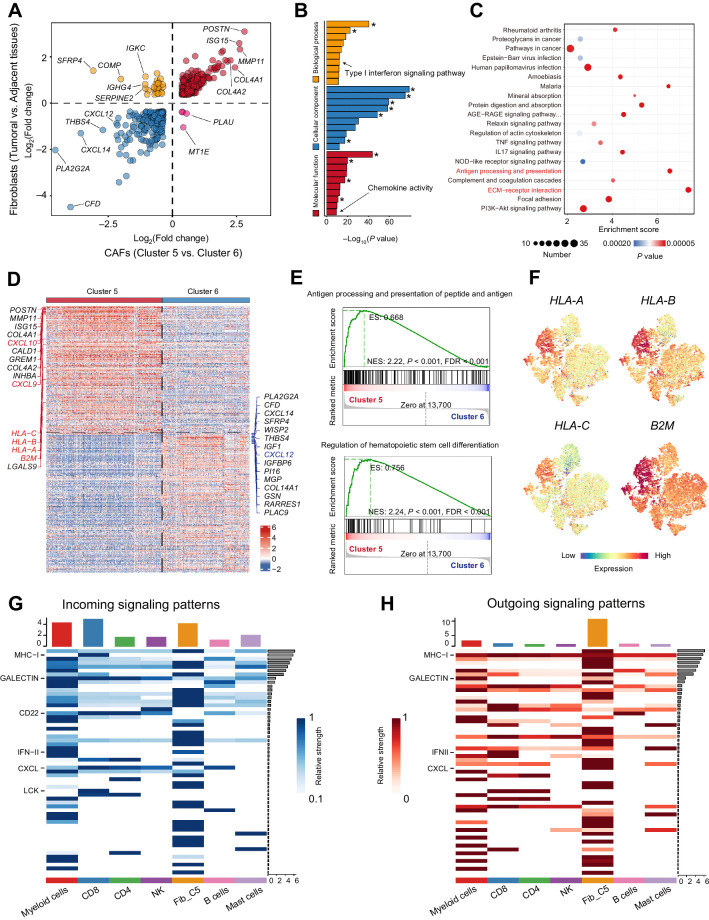 Figure 3. High expression levels of CXCLs and MHC class I molecules linked cluster 5 CAFs and CD8+ T cells. A, Plots of DEGs (fold change >1) between fibroblasts from tumoral and adjacent tissues and between clusters 5 and 6 CAFs. B and C, Gene ontology analysis (B) and GSEA (C) for expression differences between fibroblasts from tumoral and adjacent tissues. Asterisk (*), terms related to extracellular matrix or collagen. D–F, Expression difference between two CAF clusters (clusters 5 and 6). D, Heat map of top DEGs between cluster 5 and cluster 6 CAFs. E, GSEA analysis of DEGs between clusters 5 and 6 in the terms of “Antigen processing and presentation of peptide antigen via MHC class I” and “Regulation of hemataopoietic stem cell differentiation.” F, MHC class I molecules (HLA-A, HLA-B, HLA-C, and B2M) expression in the t-SNE plots of fibroblasts. G and H, Cell interaction analysis of cluster 5 CAFs and immune cells in HNSCC.