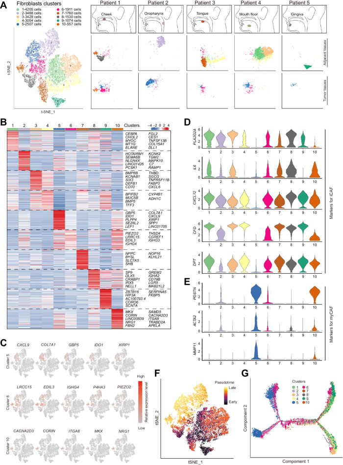 Figure 2. Global analysis of fibroblasts from tumoral and adjacent tissues of HNSCC. A, Clinical information of collected tumoral and adjacent samples for single-cell RNA sequencing and each sample's t-SNE plot results for fibroblasts. B, Heat map of markers for 10 clusters of fibroblasts. The rank of the gene markers is accessed with “findmarker” algorithm. C, The expression of the top 5 markers for CAFs (clusters 5, 6, and 10) were overlaid in the t-SNE plots and also indicated in the violin plots. D and E, Violin plots of gene expression for iCAF- (D) or myCAF (E)-associated genes in fibroblasts. F and G, Pseudotime analysis for fibroblasts. F, Cells were labeled with the pseudodifferentiation time in the t-SNE plots. G, Cells labeled according to different clusters were also assigned to different pseudotime trajectories.