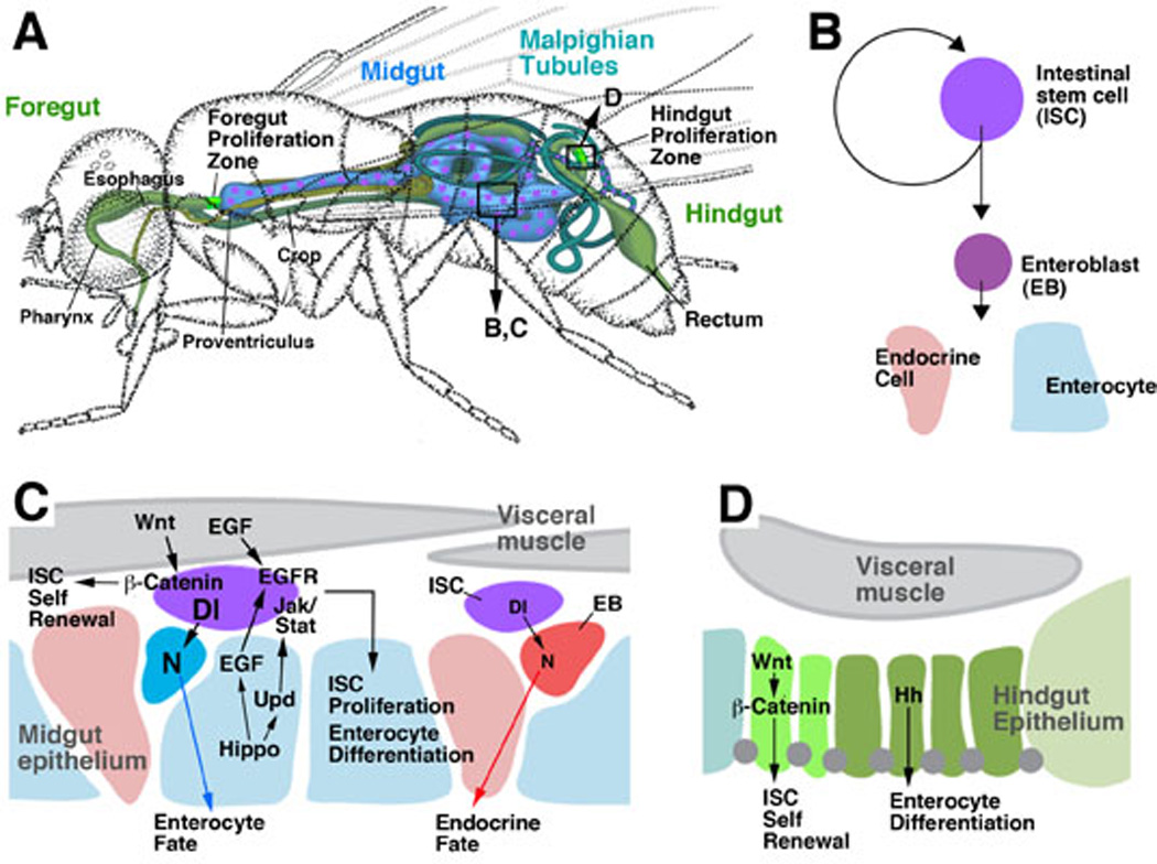 Fig.3