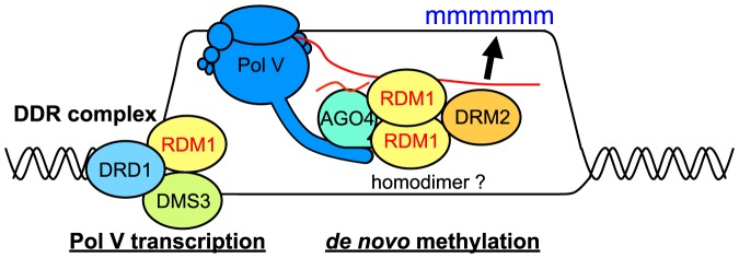 Figure 7