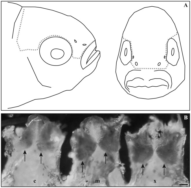 Fig. 5.