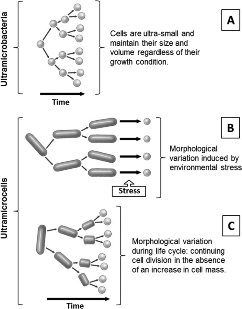 FIG 1