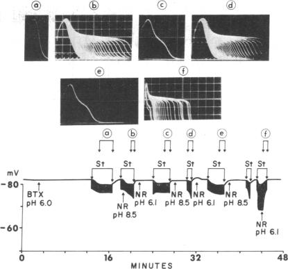 graphic file with name pnas00025-0159-a.jpg