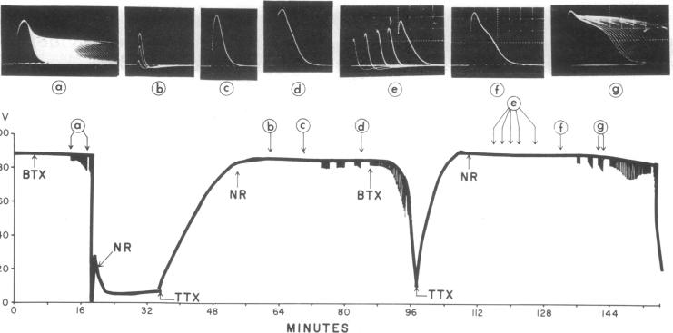 graphic file with name pnas00025-0158-a.jpg