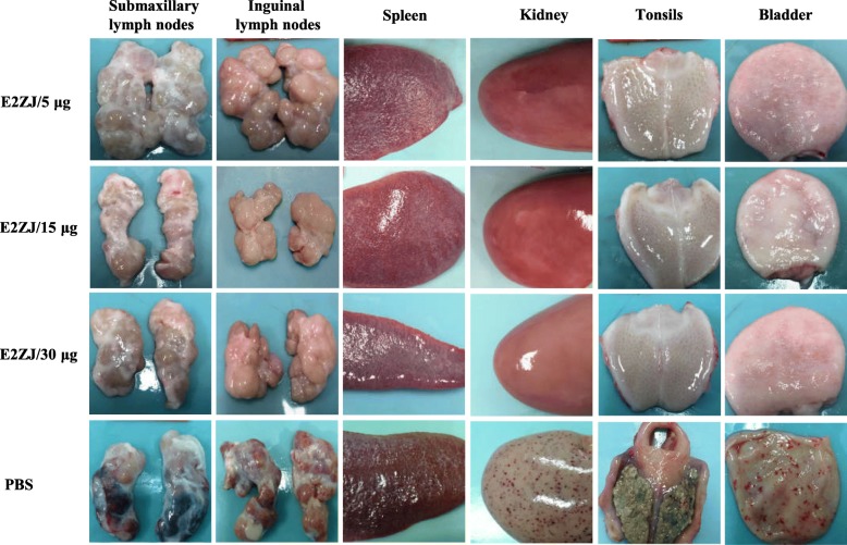 Fig. 6