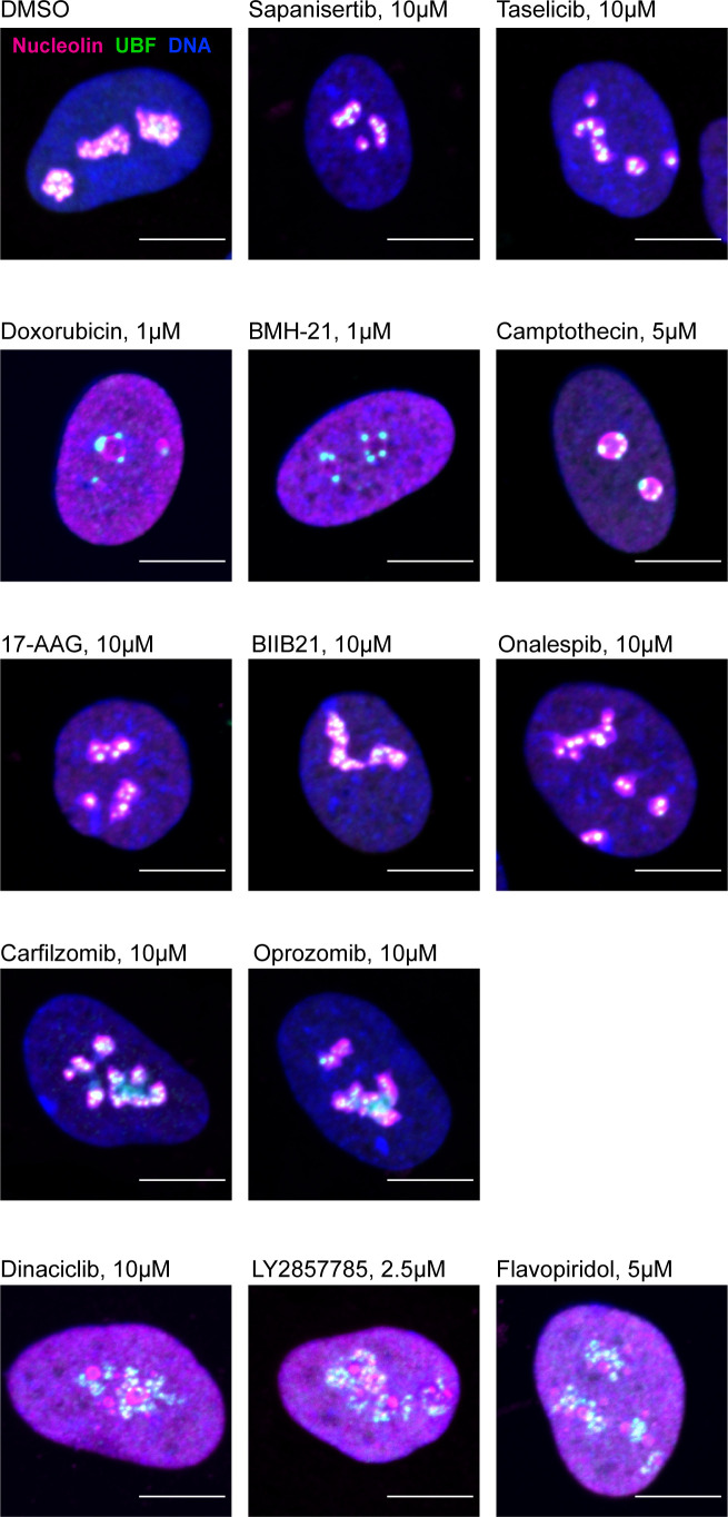 Figure 3—figure supplement 1.