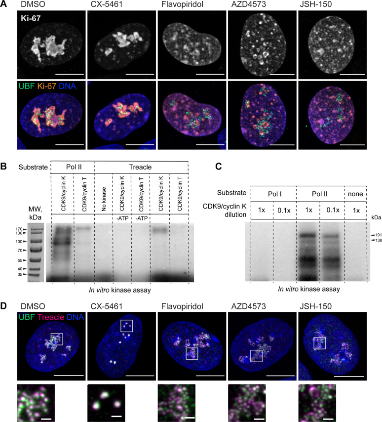 Figure 5—figure supplement 1.