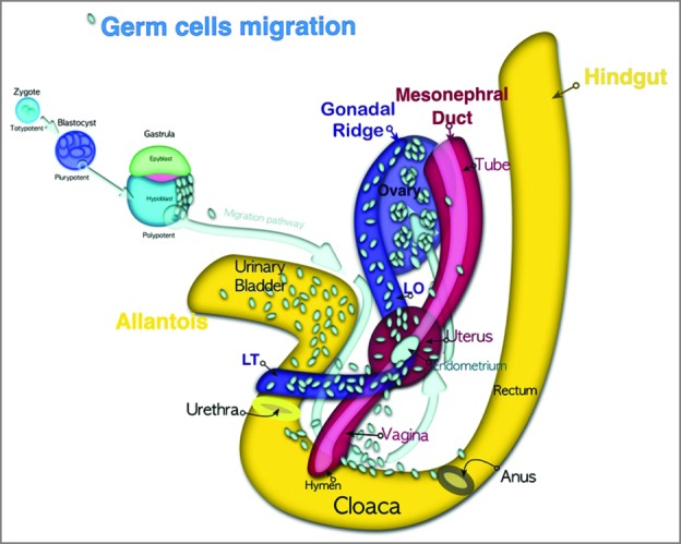 FIGURE 1.