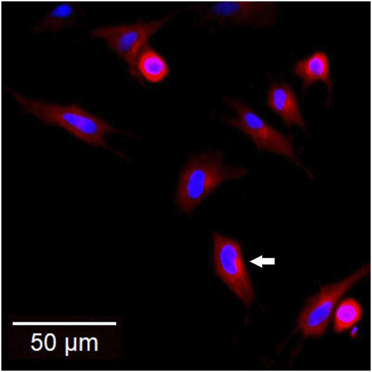 FIGURE 3